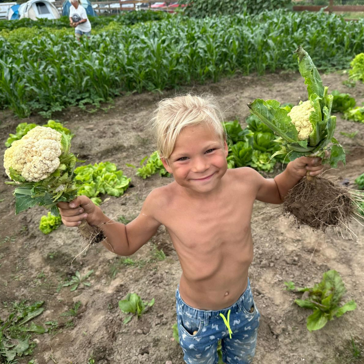 Pure Freude an der Ernte: Ein sonnengebräunter Junge mit erntefrischem Blumenkohl aus Modlimowo.